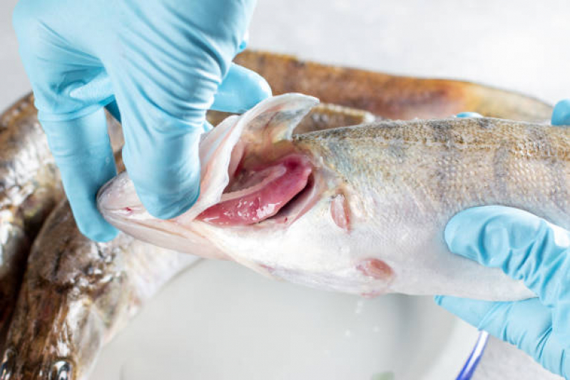 Exames de Iridovirus em Tilápias Ouro Branco - Exame de Inspeção em Peixes