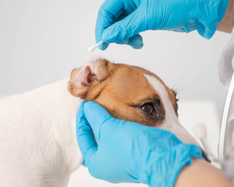 Exames de Sangue Cinomose Seropédica - Exame de Cinomose para Cães
