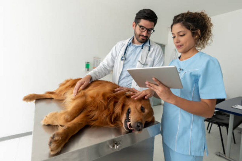 Exames de Sangue Detecta Cinomose Japeri - Exame de Cinomose para Cães