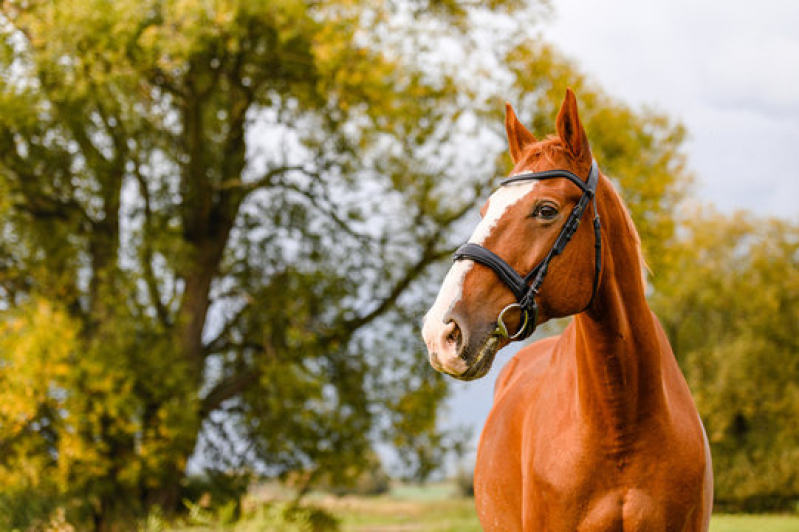 Exames Genéticos em Cavalo de Trabalho Casa Nova - Exame Genético em Cavalos