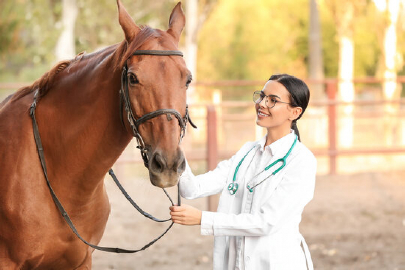 Exames Genéticos em Cavalos Guarapuava - Exame Genético em Cavalo