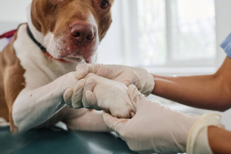 Exames Neurológicos em Cachorros Inhaúma - Exame Toxoplasma Animal