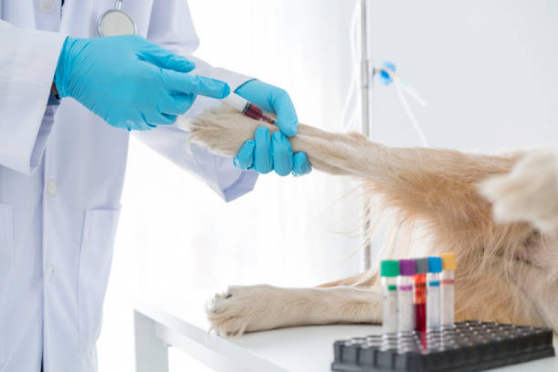 Exames para Diagnosticar Cinomose Sertãozinho - Exame de Cinomose Cães