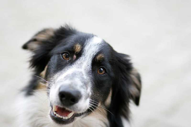 Onde Encontrar Painel de Genética Canina Quatis - Painel Genético Canino