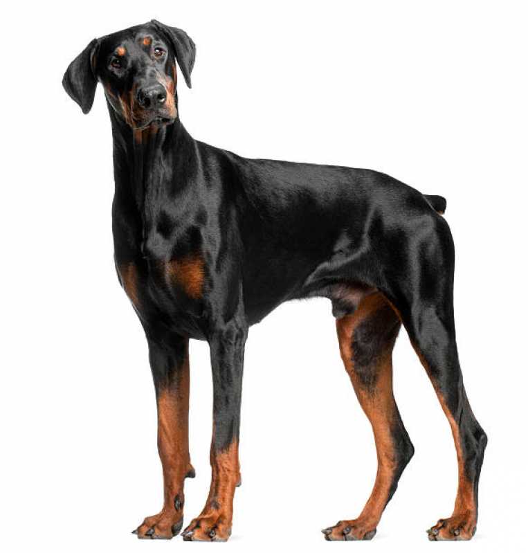 Onde Encontrar Painel Genético Canino Cruz das Almas - Painel Genético de Portador Canino