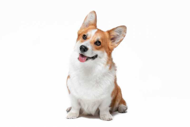 Onde Encontrar Painel Genético de Pelagem Canina Telemaco Borba - Painel Genético de Sequenciamento Canino