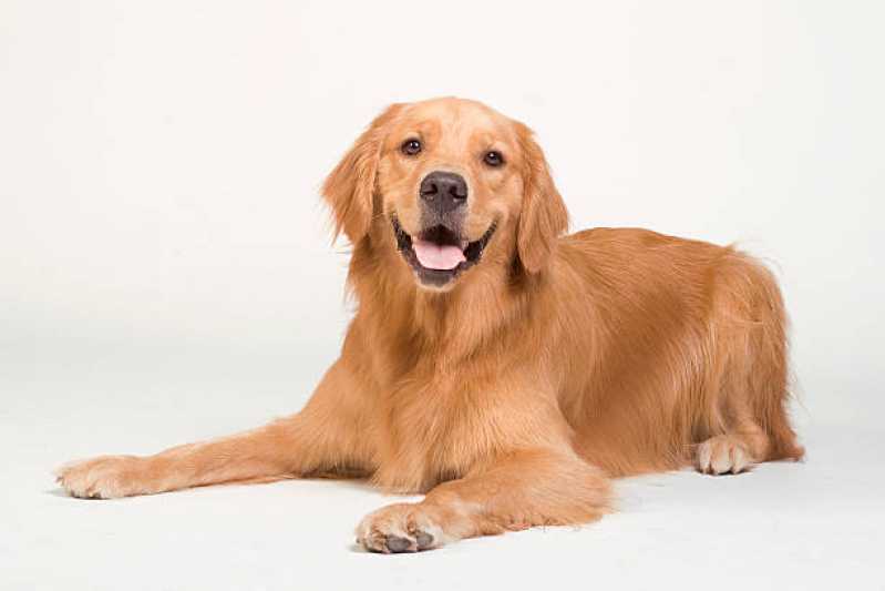Onde Encontrar Painel Genético de Sequenciamento Canino Telemaco Borba - Painel Genético Portador Canino