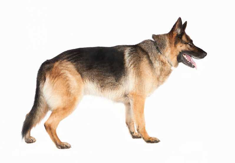 Onde Encontrar Painel Genético Pelagem Canina Cardoso Moreira - Painel Genético de Sequenciamento Canino