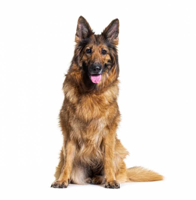 Onde Encontrar Painel Genético Portador Canino Itaocara - Painel Genético de Sequenciamento Canino