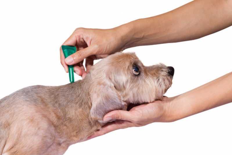 Onde Faz Diagnóstico da Doença Anaplasma Santa Teresa - Diagnóstico da Doença do Carrapato Canino