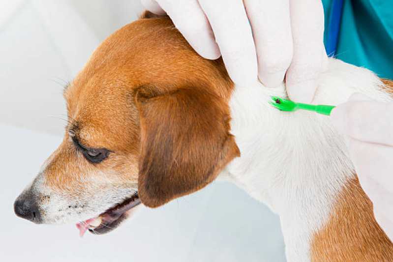 Onde Faz Diagnóstico da Doença Babesia São José do Vale do Rio Preto - Diagnóstico da Doença do Carrapato Canino