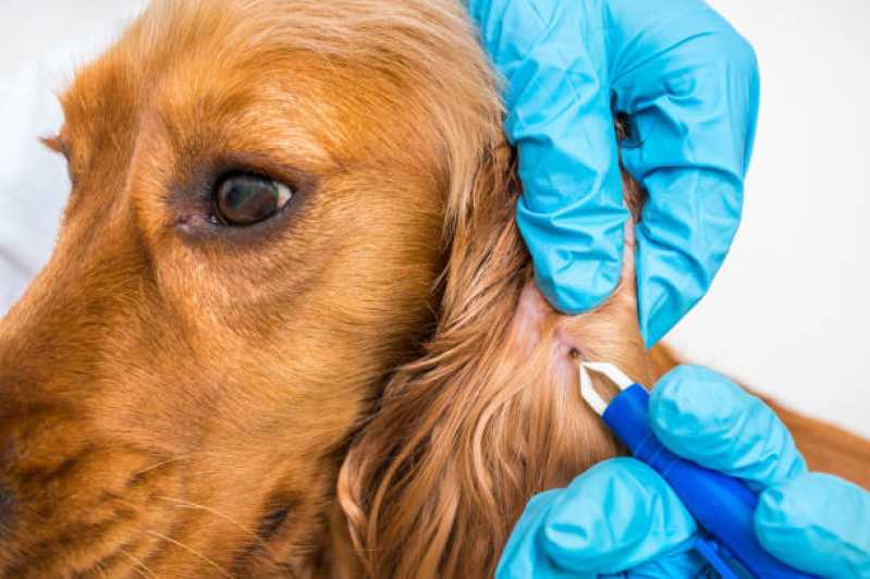 Onde Faz Diagnóstico da Doença do Micoplasma Ilha do Frade - Diagnóstico da Doença do Carrapato Canino