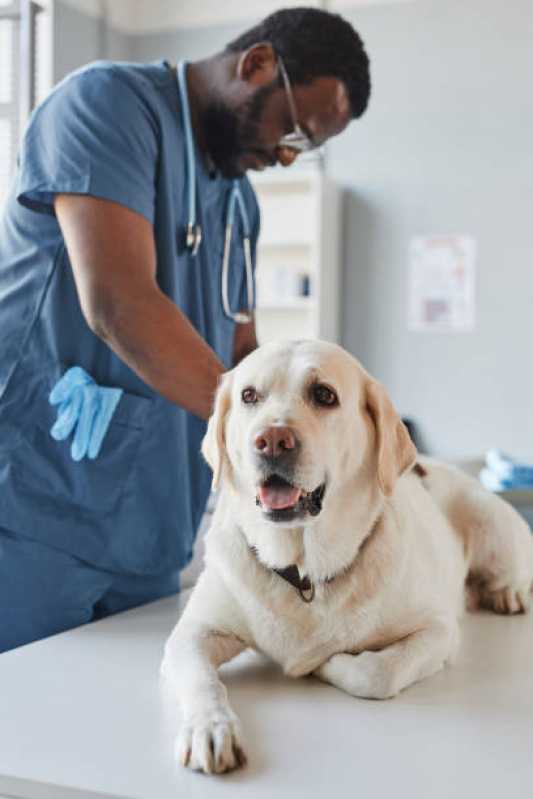 Onde Faz Diagnóstico de Doenças Infecciosas Sumidouro - Diagnóstico de Doença Canina