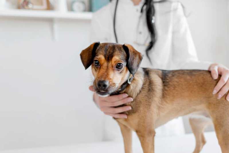 Onde Faz Diagnóstico de Leishmania Major Rio de Janeiro - Diagnóstico de Leishmania Canina