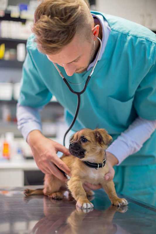 Onde Faz Diagnóstico Pcr Veterinário Distrito Federal - Diagnóstico de Doença de Cachorro