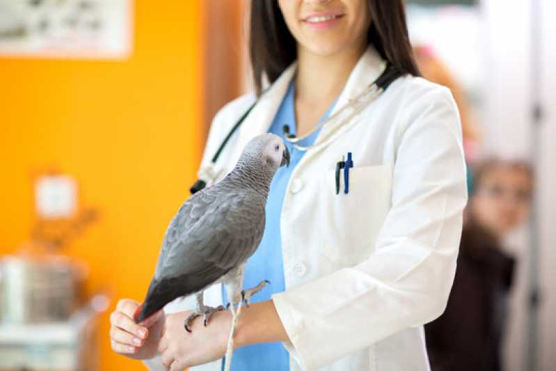 Onde Faz Exame Aviário em Aves Sapucaia - Exame de Doença do Bico em Aves