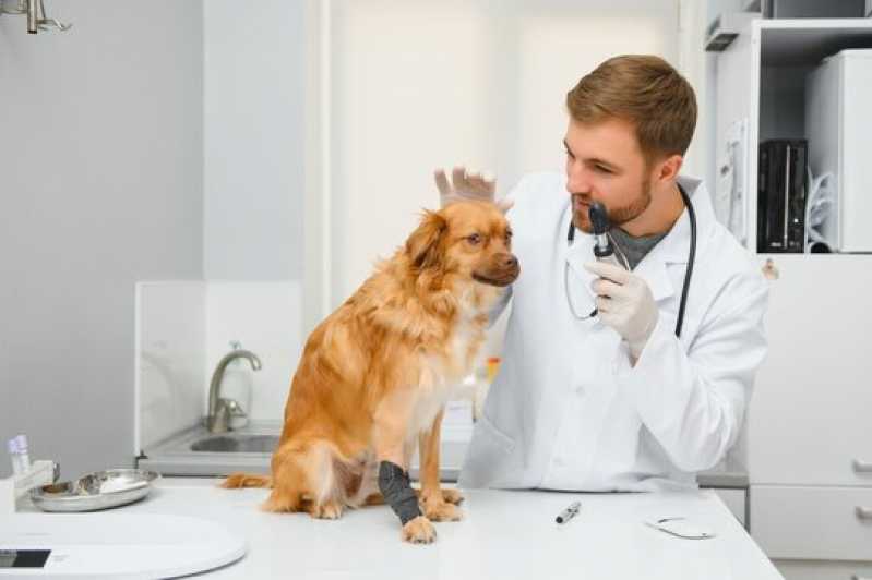 Onde Faz Exame Cryptococcus Guarapuava - Exame Neurológico em Cães