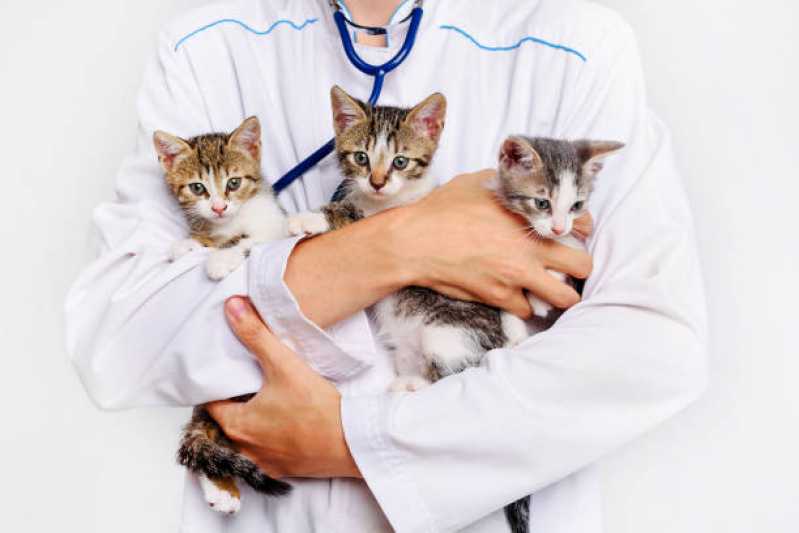 Onde Faz Exame de Anemia em Gatos Inhaúma - Exame de Pif em Gatos