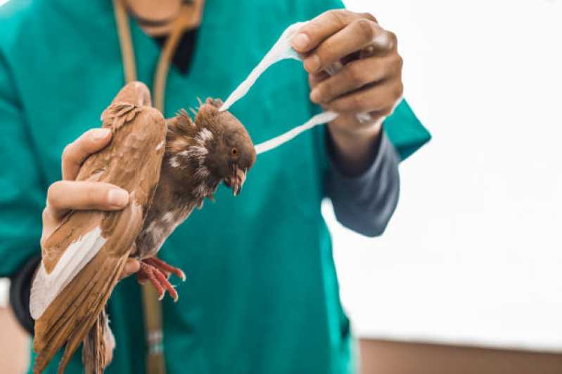 Onde Faz Exame de Doença das Penas em Aves São Francisco de Itabapoana - Exame de Doença do Bico em Aves