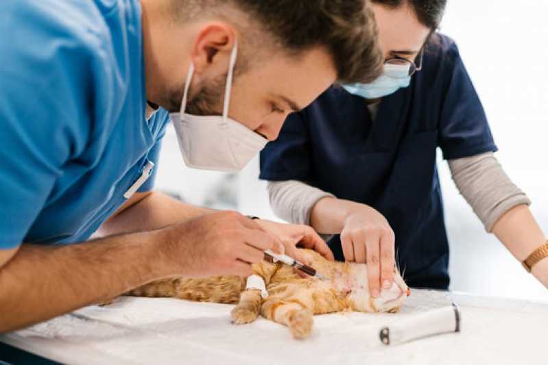 Onde Faz Exame de Felv Progressivo em Gatos Itamaraju - Exame Pcr Animal