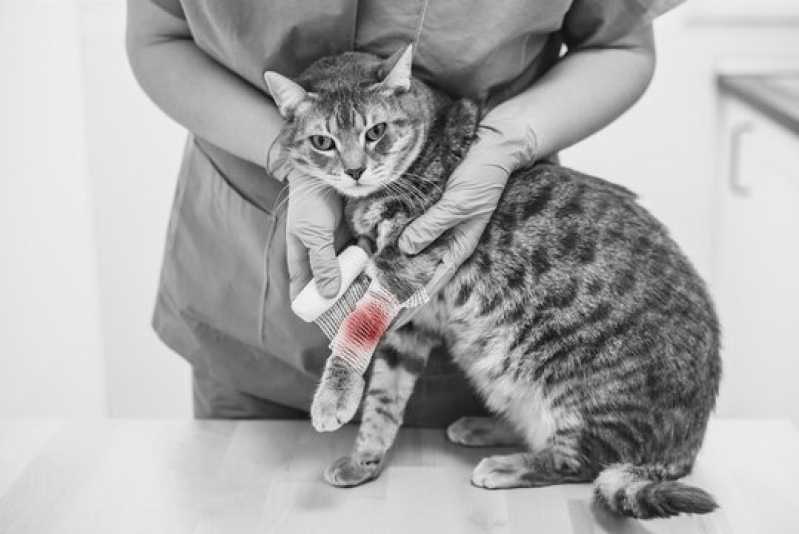 Onde Faz Exame de Fiv em Gatos Aperibé - Exame de Anemia em Gatos