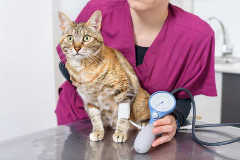 Onde Faz Exame de Pcr em Gatos Itapetininga - Exame de Fiv em Gatos
