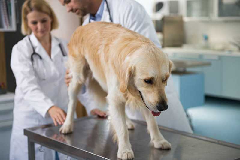 Onde Faz Exame Neurológico em Cães Itapetininga - Exame de Cinomose em Animais