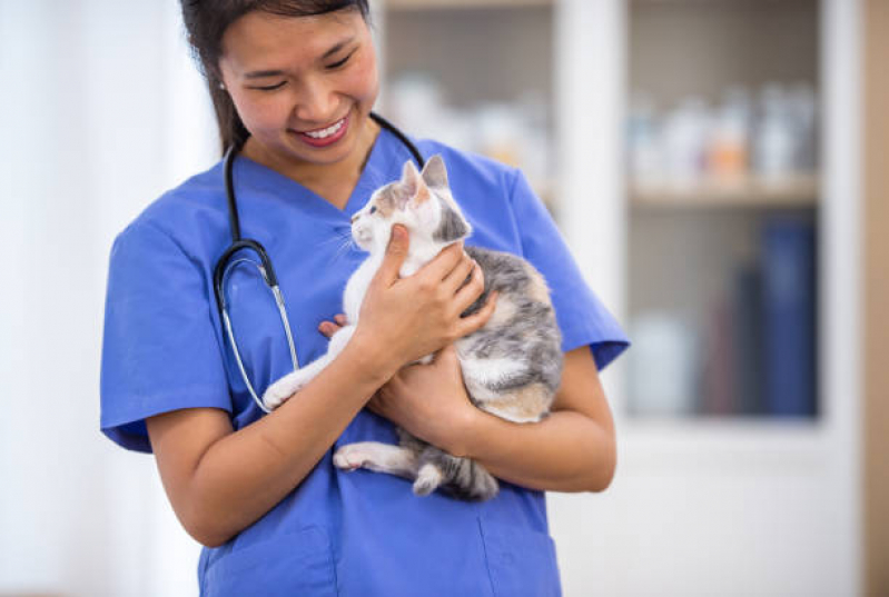 Onde Faz Exame Neurológico em Gatos Brumado - Exame Toxoplasma Animal
