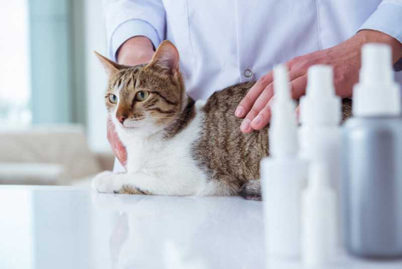 Onde Faz Teste de Gatos Fiv e Felv Barro Vermelho - Teste para Gatos Fiv e Felv