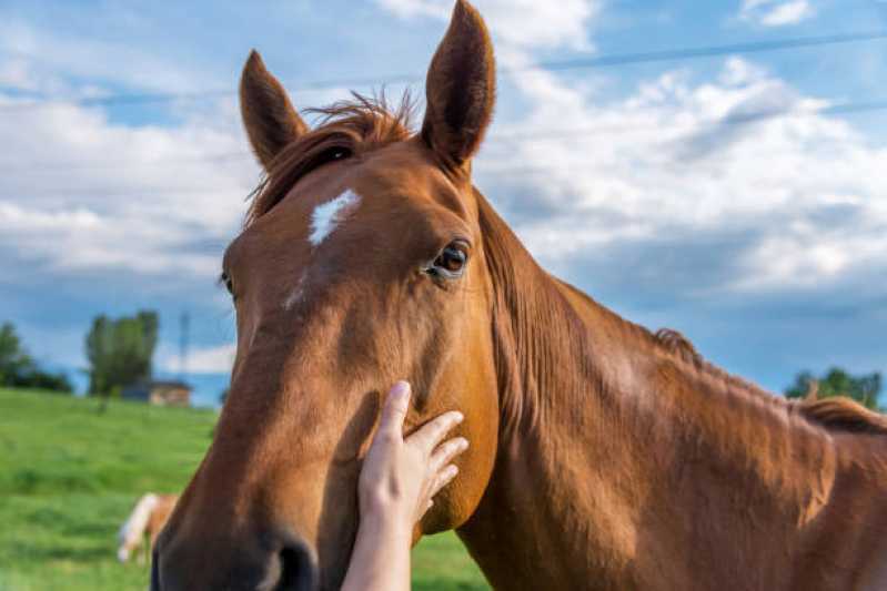 Onde Faz Teste Genético em Cavalo Formosa - Teste Genético em Cavalos