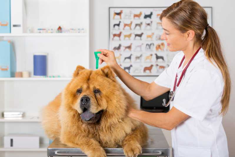 Onde Fazer Diagnóstico da Doença do Carrapato Canino Nilópolis - Diagnóstico da Doença do Carrapato do Cachorro