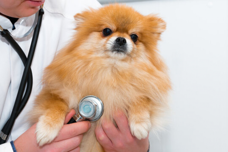 Onde Fazer Exame Chlamydophila em Cães Vinhedo - Exame Respiratório em Cachorros