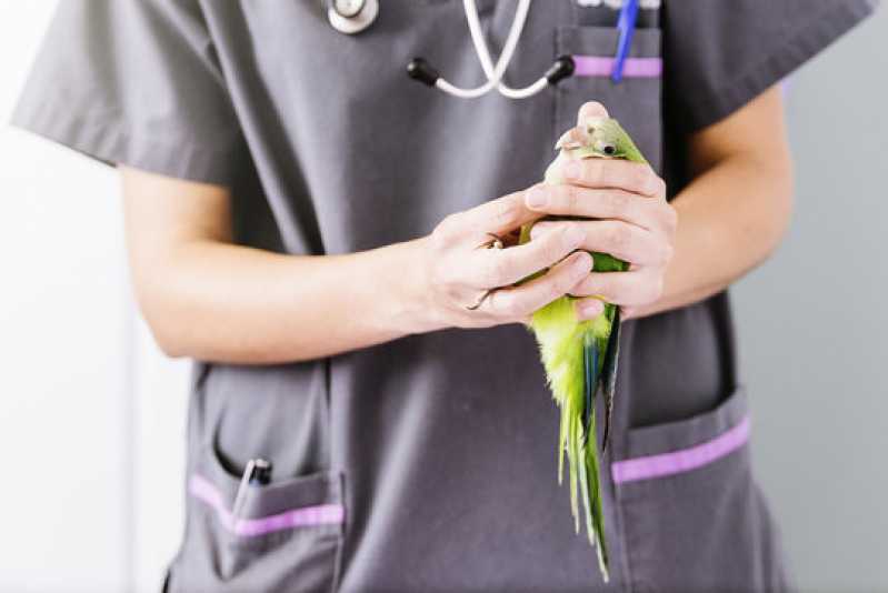 Onde Fazer Exame Circovirus em Aves Quatis - Exame de Doença das Penas em Aves