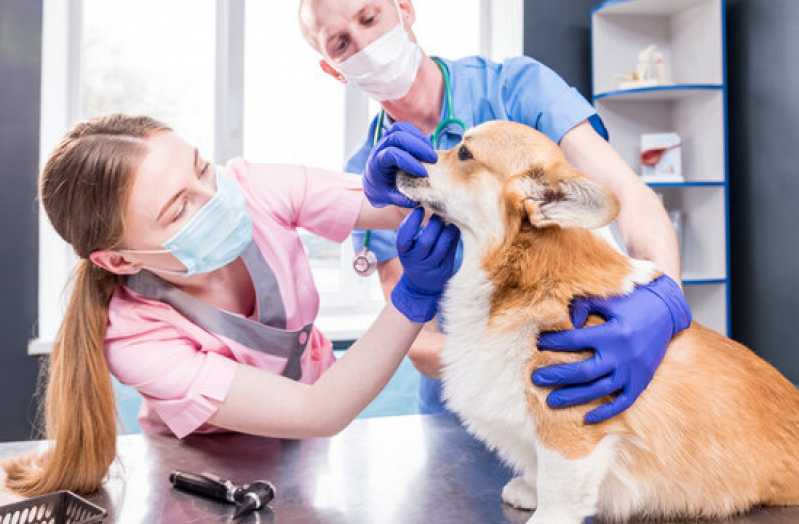 Onde Fazer Exame Cryptococcus Jandira - Exame de Pcr em Cães