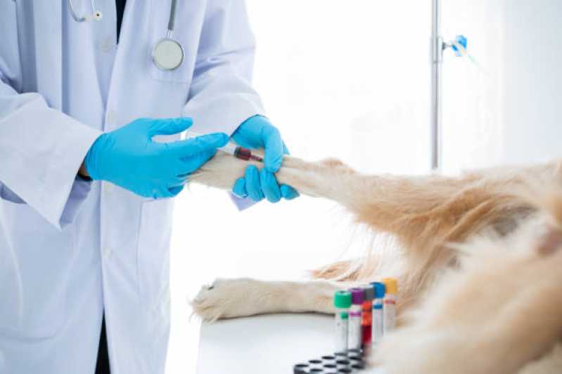 Onde Fazer Exame de Cinomose Cães Leme - Exame de Sangue Detecta Cinomose