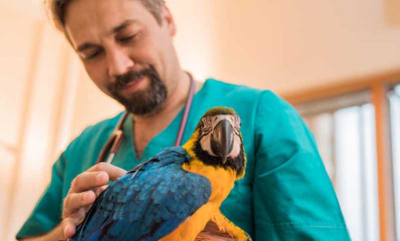 Onde Fazer Exame de Doença das Penas em Aves Bahia - Exame Aviário Aves