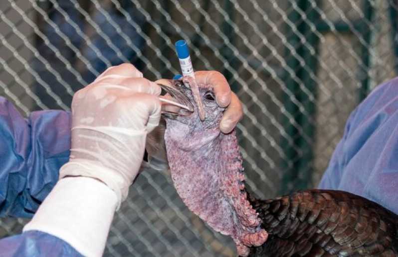Onde Fazer Exame de Doença do Bico em Aves Aperibé - Exame de Doença das Penas em Aves