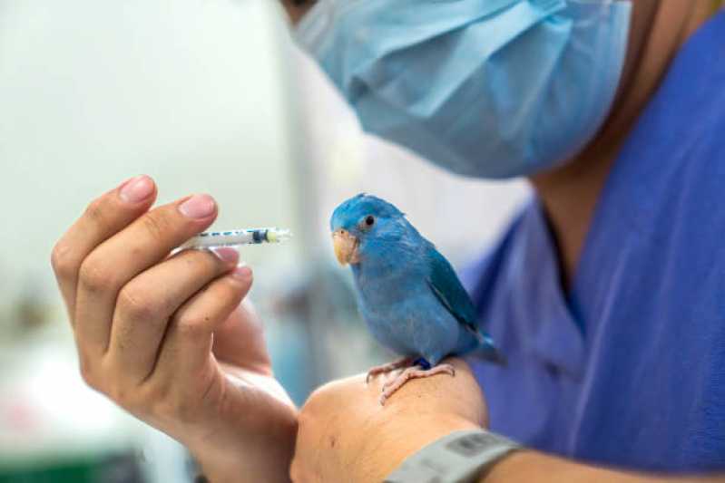 Onde Fazer Exame de Doença do Bico para Aves Embu das Artes - Exame Aviário em Aves