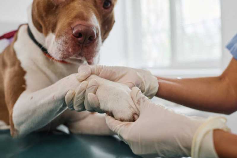 Onde Fazer Exame de Neospora Matão - Exame Neurológico em Cachorros