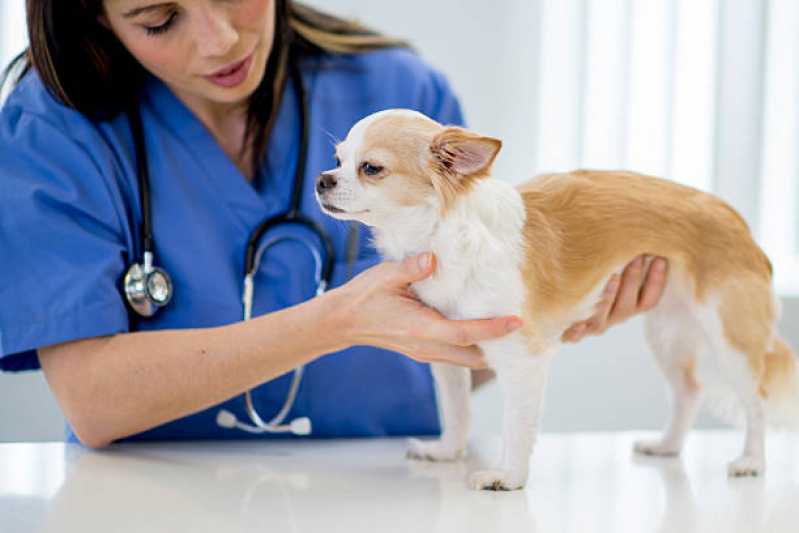 Onde Fazer Exame de Sangue Cinomose Telemaco Borba - Exame de Cinomose para Cães