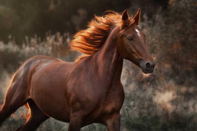 Onde Fazer Exame Genético em Animais Aperibé - Exame Genético em Cavalos