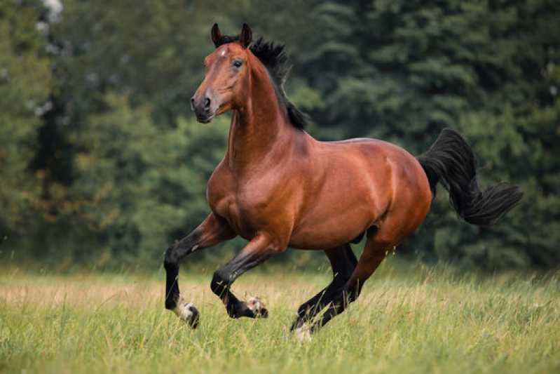 Onde Fazer Exame Genético em Cavalo de Trabalho Porto Real - Exame Genético em Animal