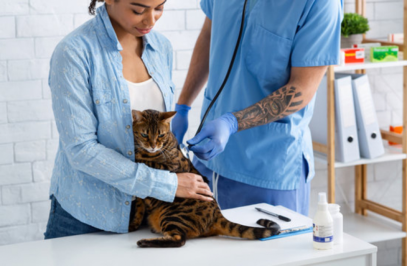 Onde Fazer Exame Micoplasma em Gatos Quatis - Exame de Coronavírus em Animais