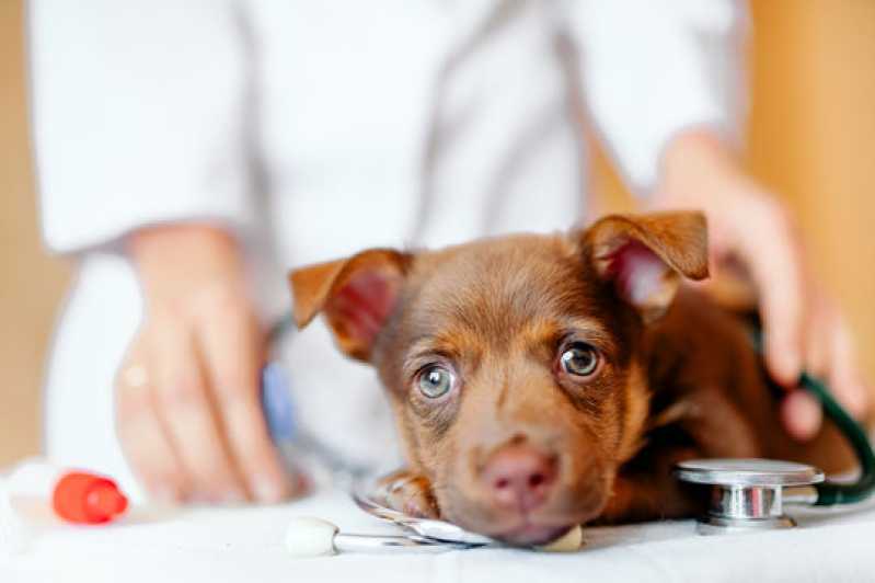 Onde Fazer Exame Neurológico em Cachorros Cruzeiro - Exame Neurológico em Cães