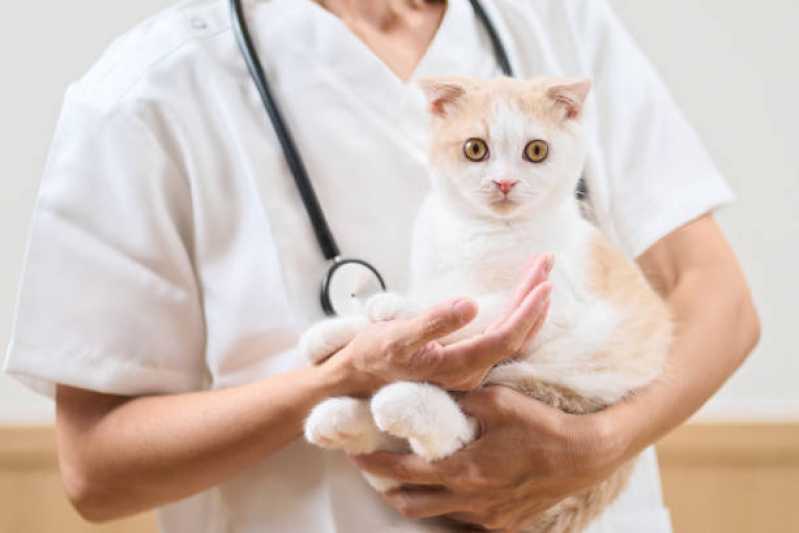 Onde Fazer Exame Neurológico em Gatos Santa Barbara do Oeste - Exame de Cinomose em Animais