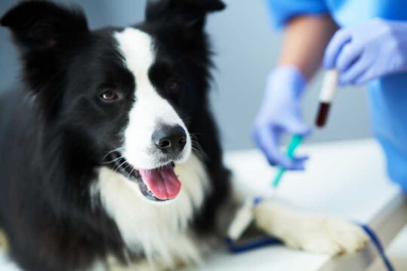 Onde Fazer Exame para Detectar Cinomose Itapetininga - Exame de Cinomose Cães