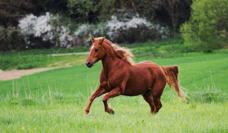 Onde Fazer Painel Cinco Exames Genéticos Equino Serrinha - Teste Genético em Cavalo