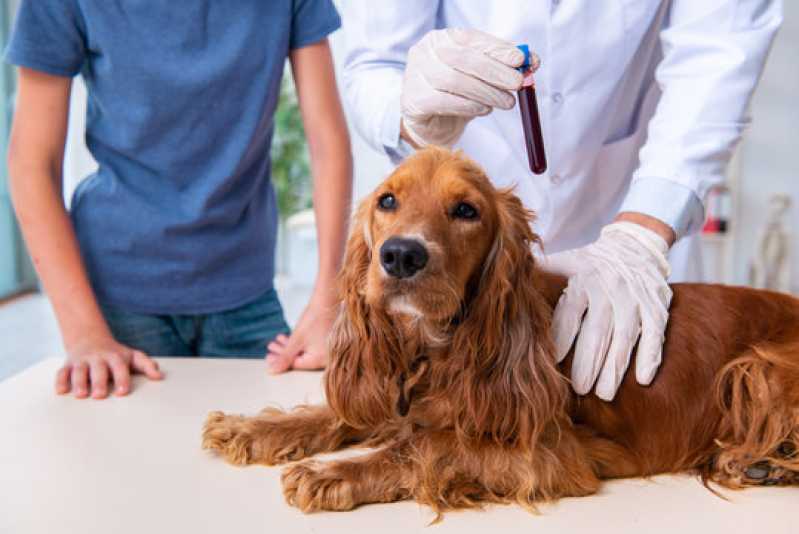 Onde Fazer Teste de Parvovírus em Cães Condominio Jardins Veneza - Teste de Diarreia em Bovinos