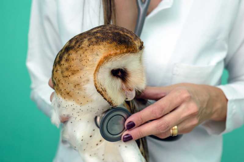 Onde Fazer Teste Genético em Aves Porto Real - Teste Genético para Animais