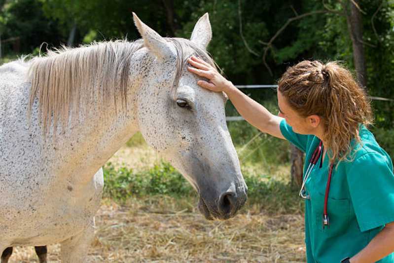 Onde Fazer Teste Genético para Cavalos São José de Ubá - Teste Genético para Animais